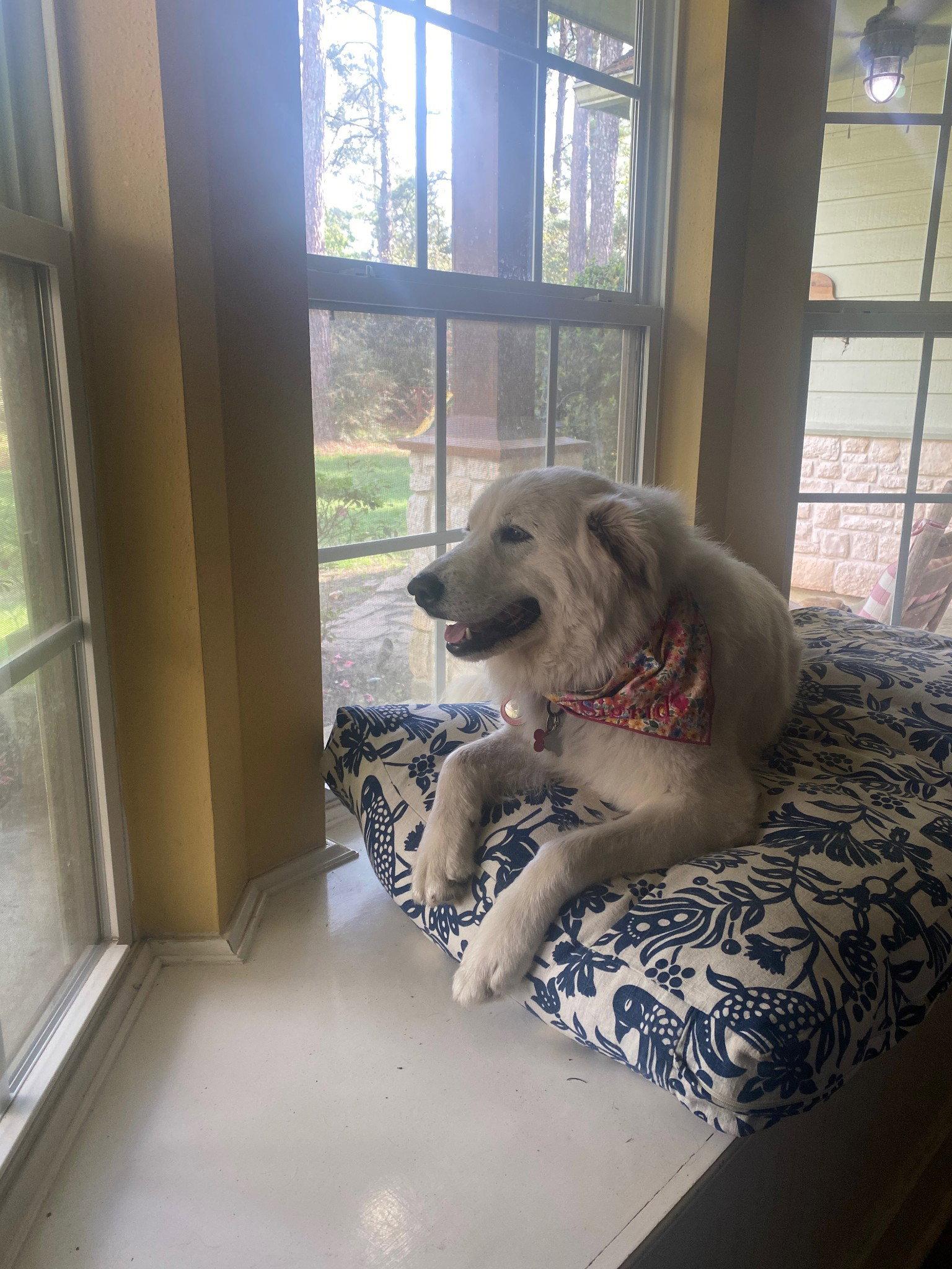 Enlarge Sigrid, a Adoptable Great Pyrenees in Houston, TX image 2/3