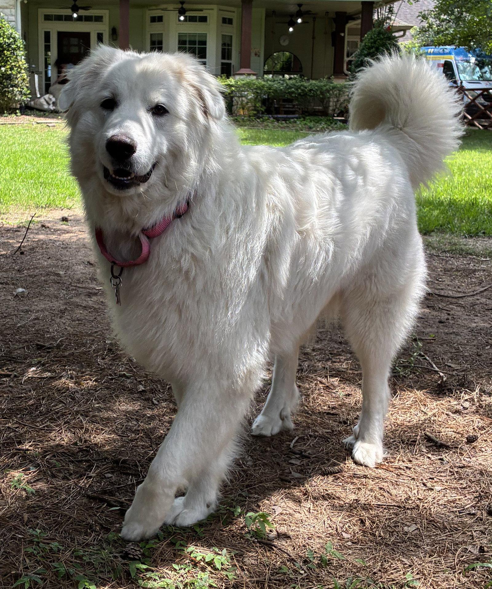 Enlarge Sigrid, a Adoptable Great Pyrenees in Houston, TX image 1/3