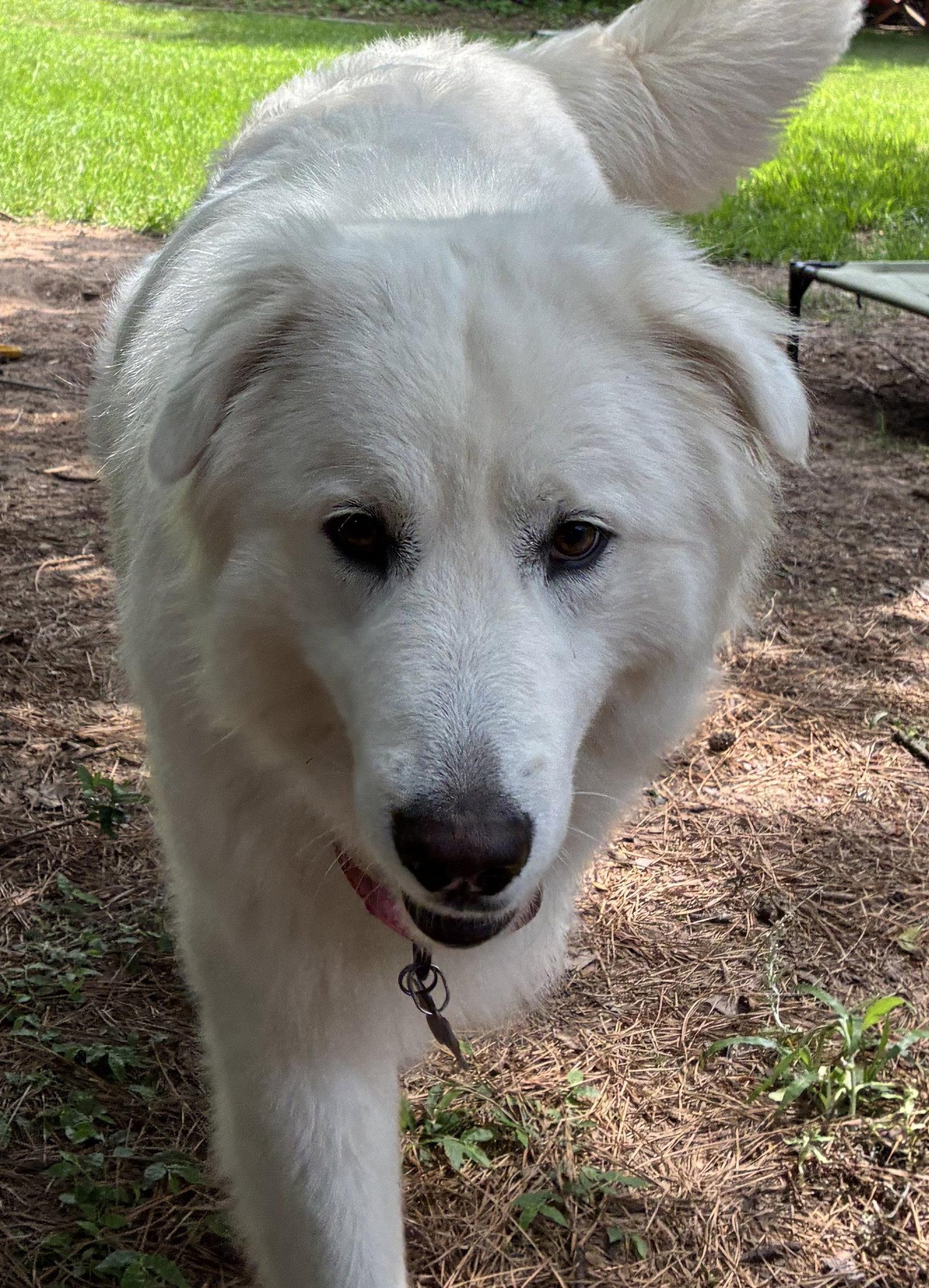 Enlarge Sigrid, a Adoptable Great Pyrenees in Houston, TX image 2/3
