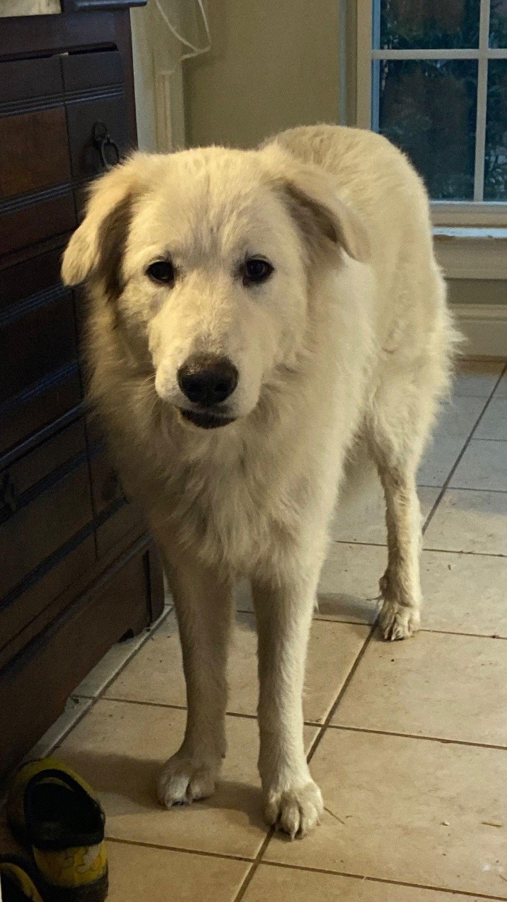 Enlarge Sigrid, a Adoptable Great Pyrenees in Houston, TX image 3/3