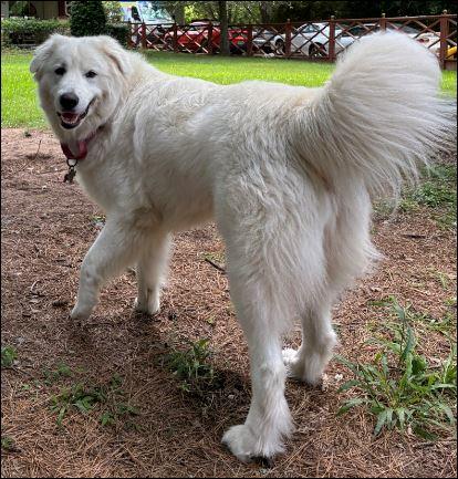 Enlarge Sigrid, a Adoptable Great Pyrenees in Houston, TX image 3/3