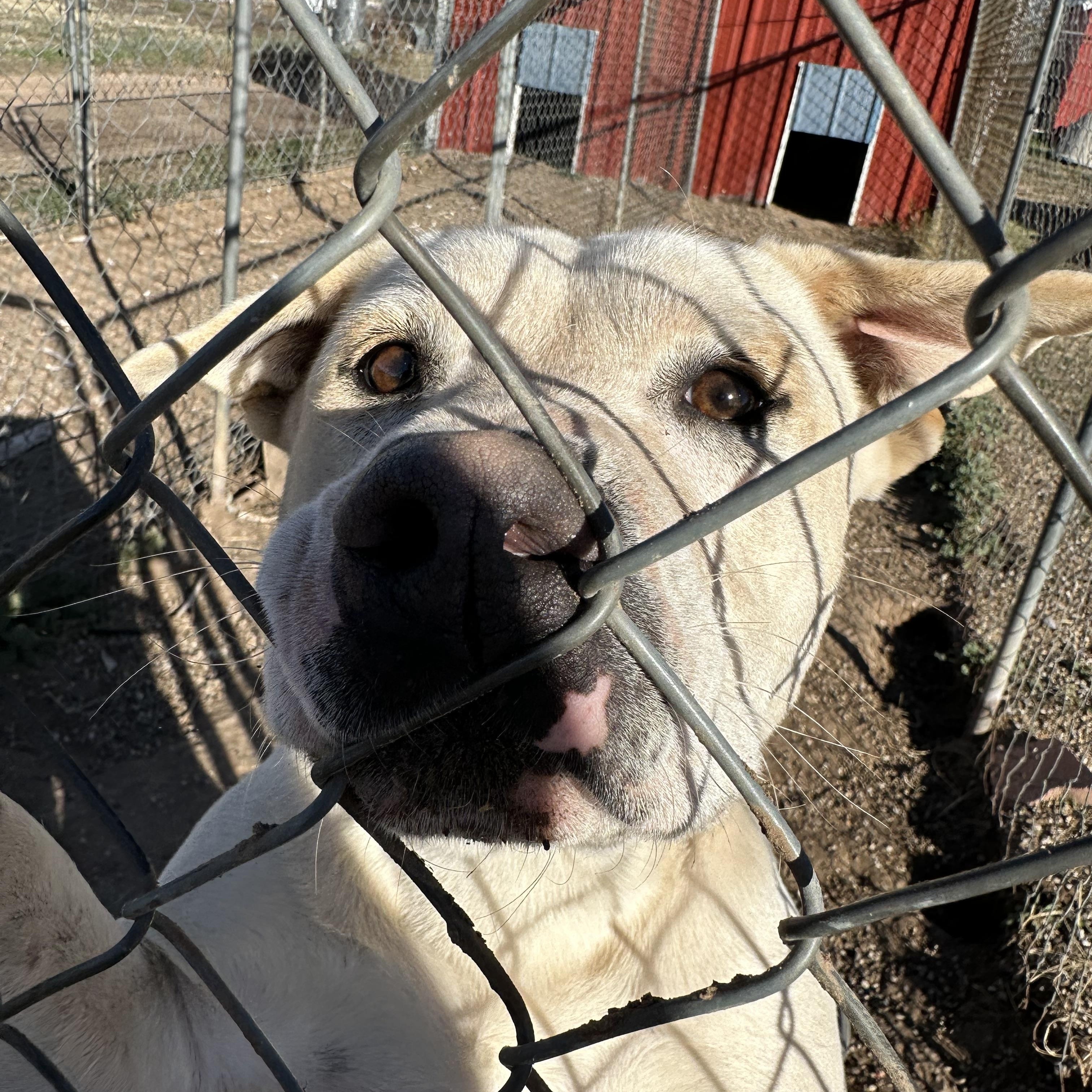 Enlarge Kasper, a Adoptable mixed breed in Lubbock, TX image 1/3