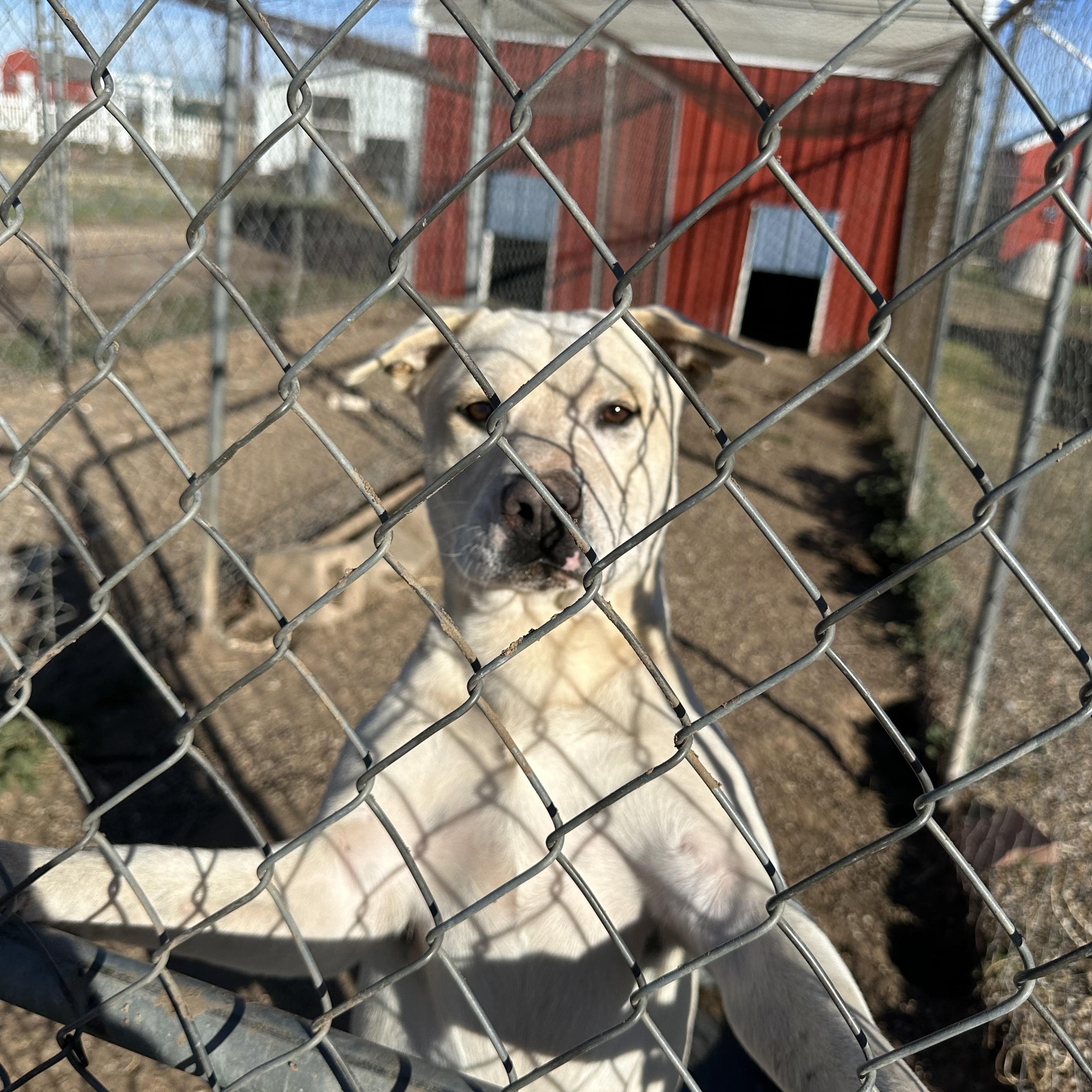 Enlarge Kasper, a Adoptable mixed breed in Lubbock, TX image 2/3