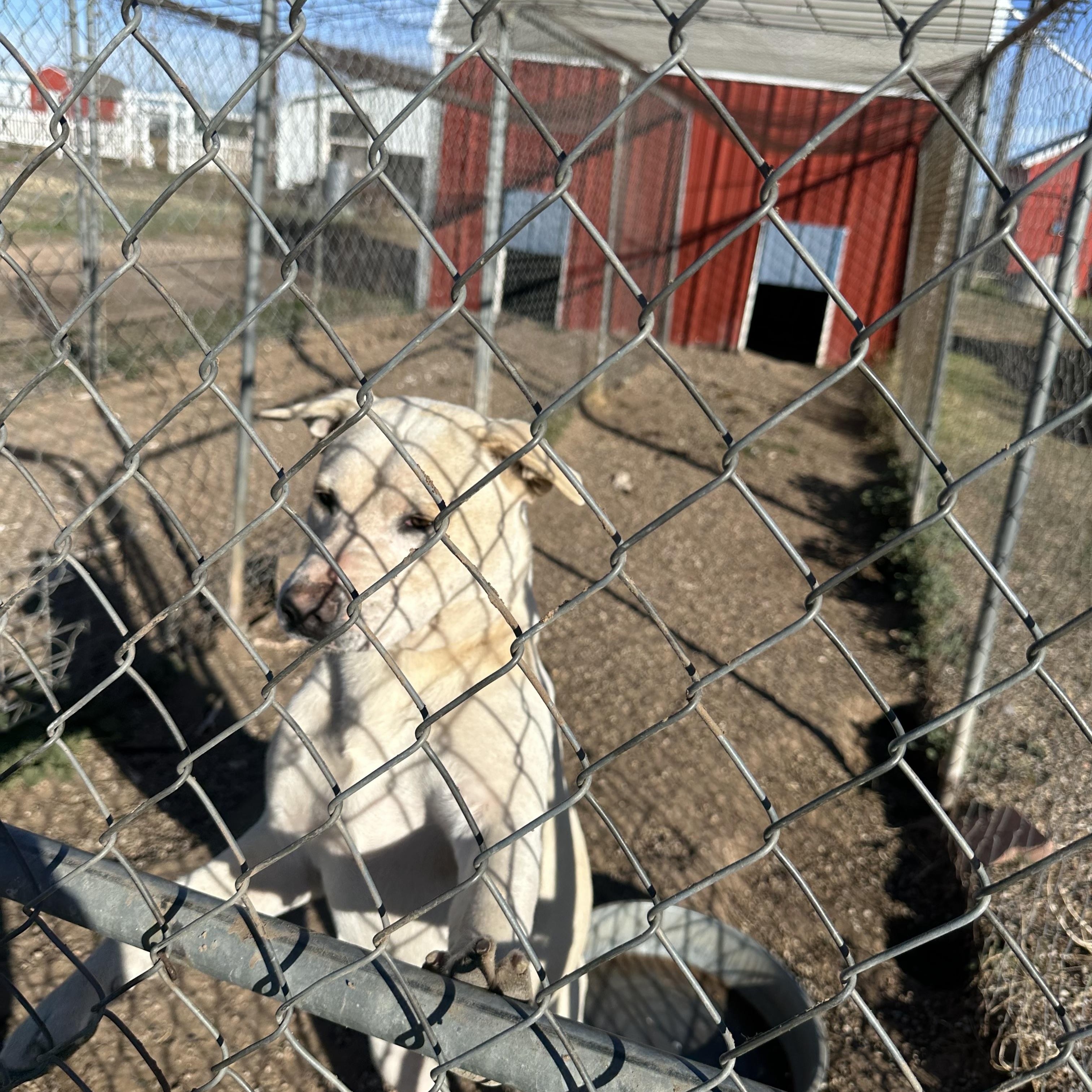 Enlarge Kasper, a Adoptable mixed breed in Lubbock, TX image 3/3