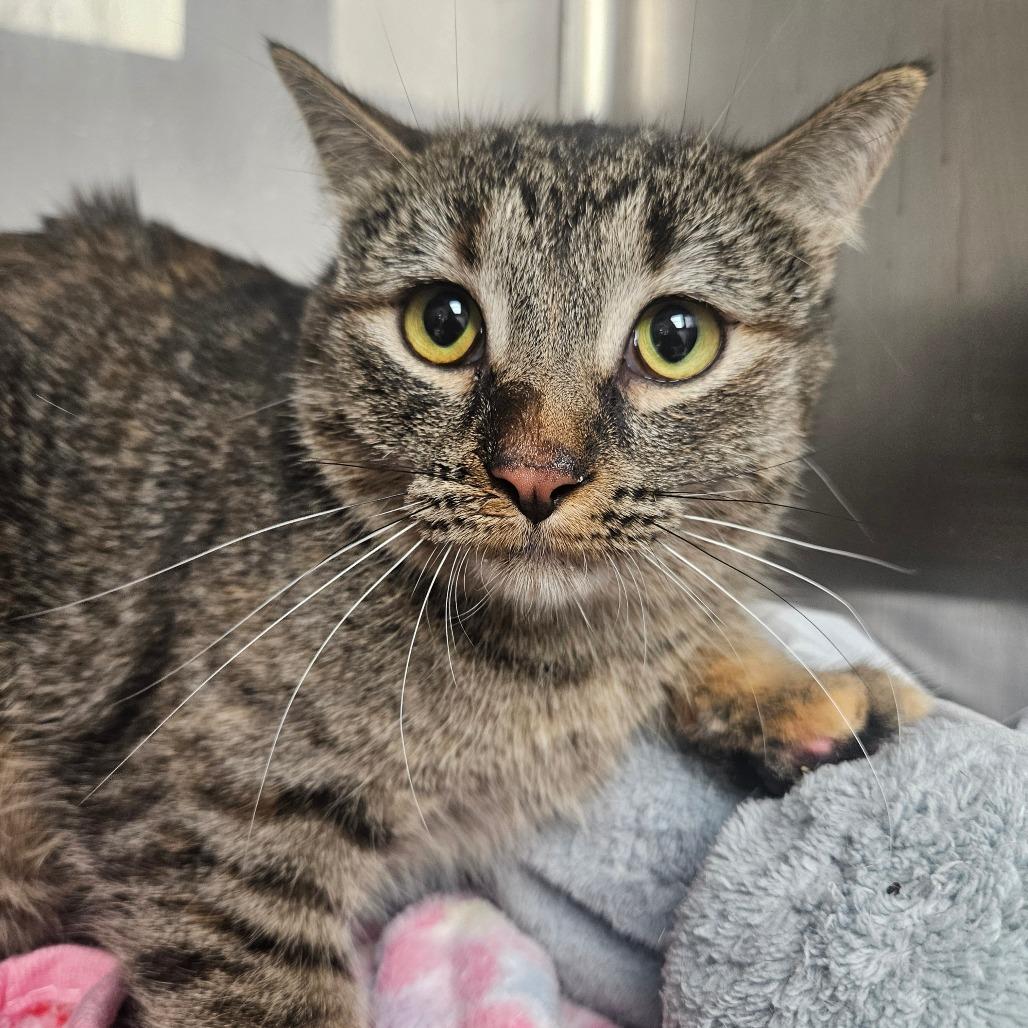 Isla, Adoptable, Adult Female Domestic Short Hair.