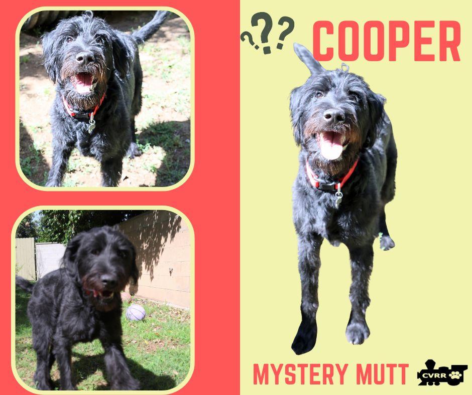 Cooper (Ritzy), Adoptable, Adult Male Standard Poodle.