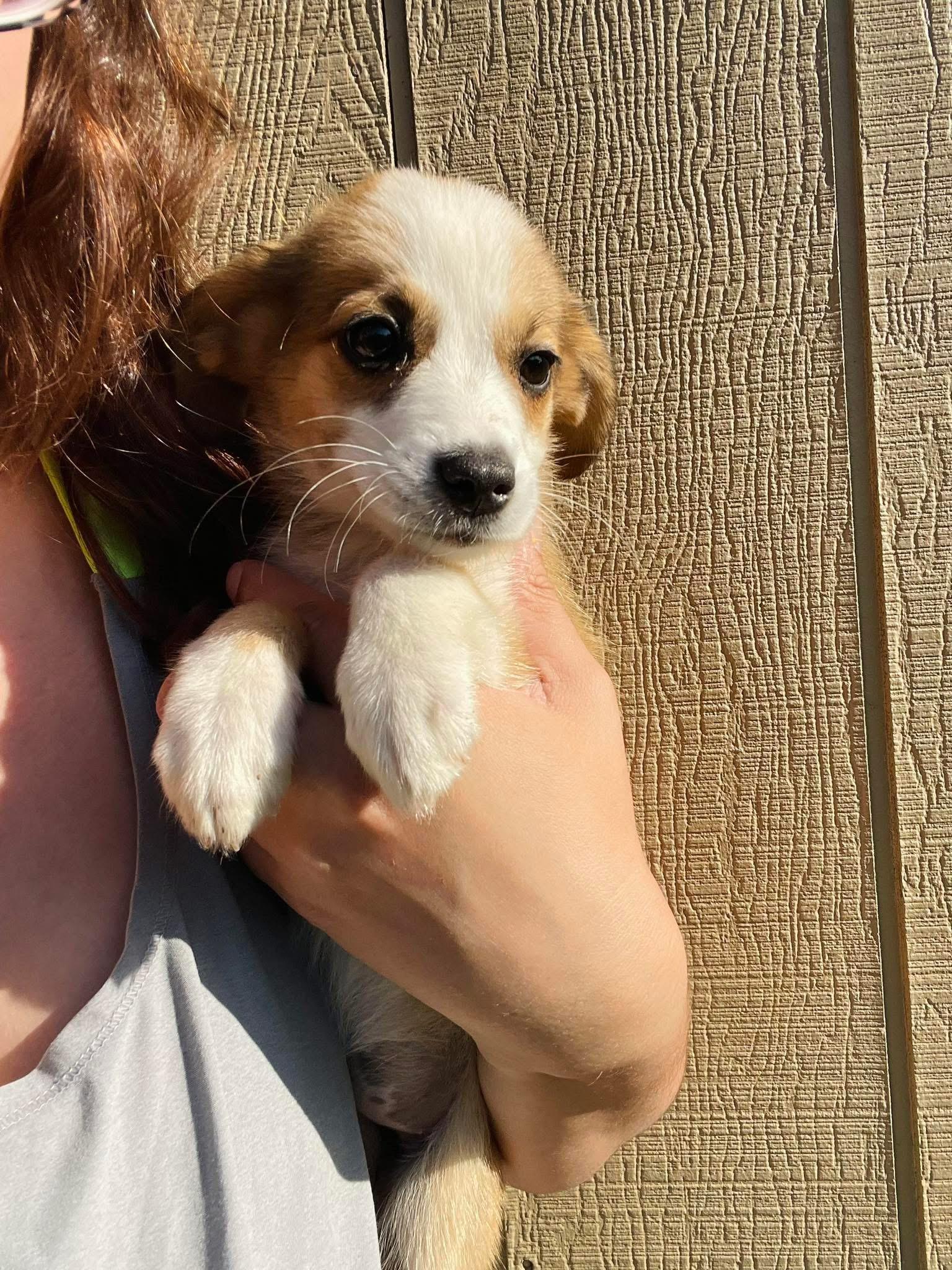 Leah, Adoptable, Puppy Female Australian Shepherd & Spaniel.