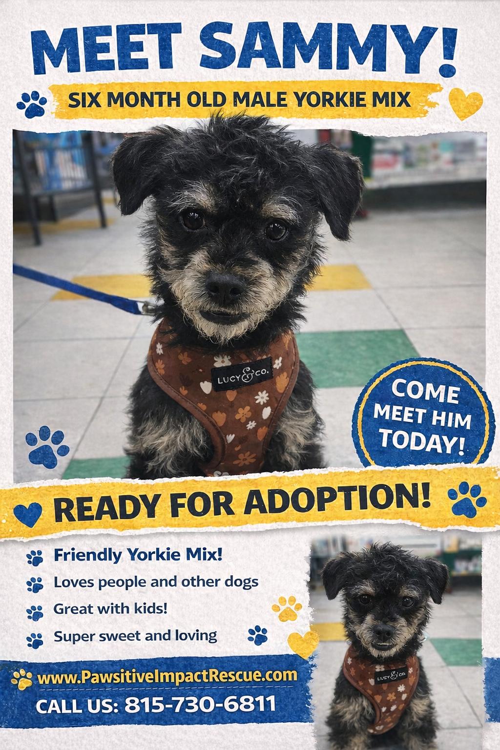 Enlarge Sammy , a ADOPTABLE mixed breed in Joliet, IL image 2/3