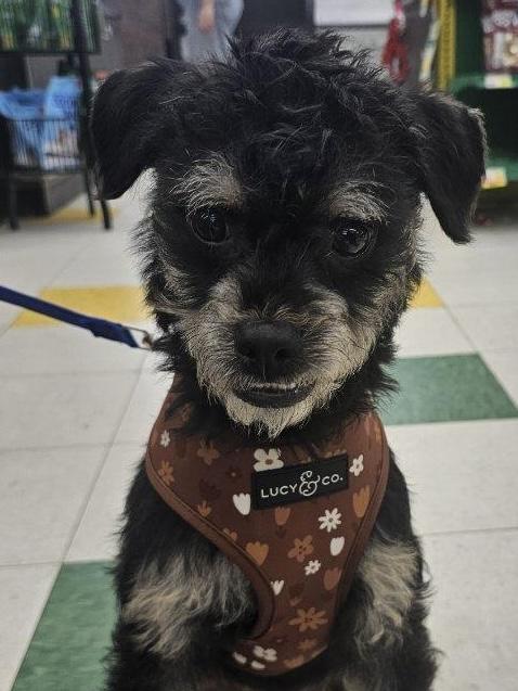 Sammy , ADOPTABLE, Young Male Yorkie Poo.