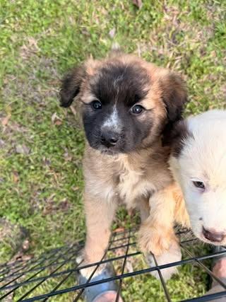 Enlarge Abby, an adopted Poodle in Calera, AL image 6/6