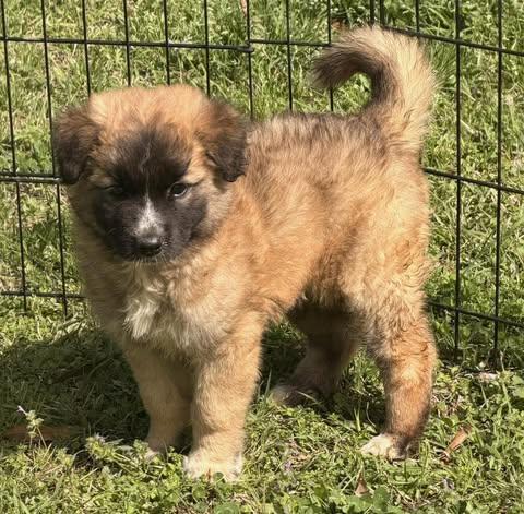 Enlarge Abby, an adopted Poodle in Calera, AL image 5/6