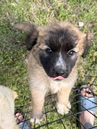 Enlarge Abby, an adopted Poodle in Calera, AL image 2/6