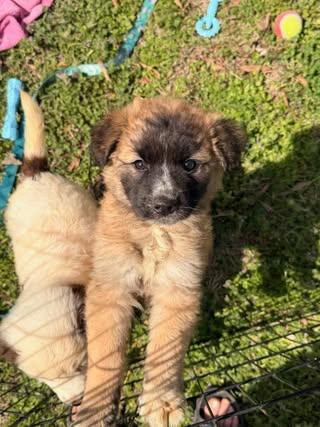 Enlarge Abby, an adopted Poodle in Calera, AL image 4/6