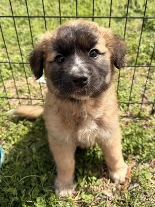 Enlarge Abby, an adopted Poodle in Calera, AL image 3/6