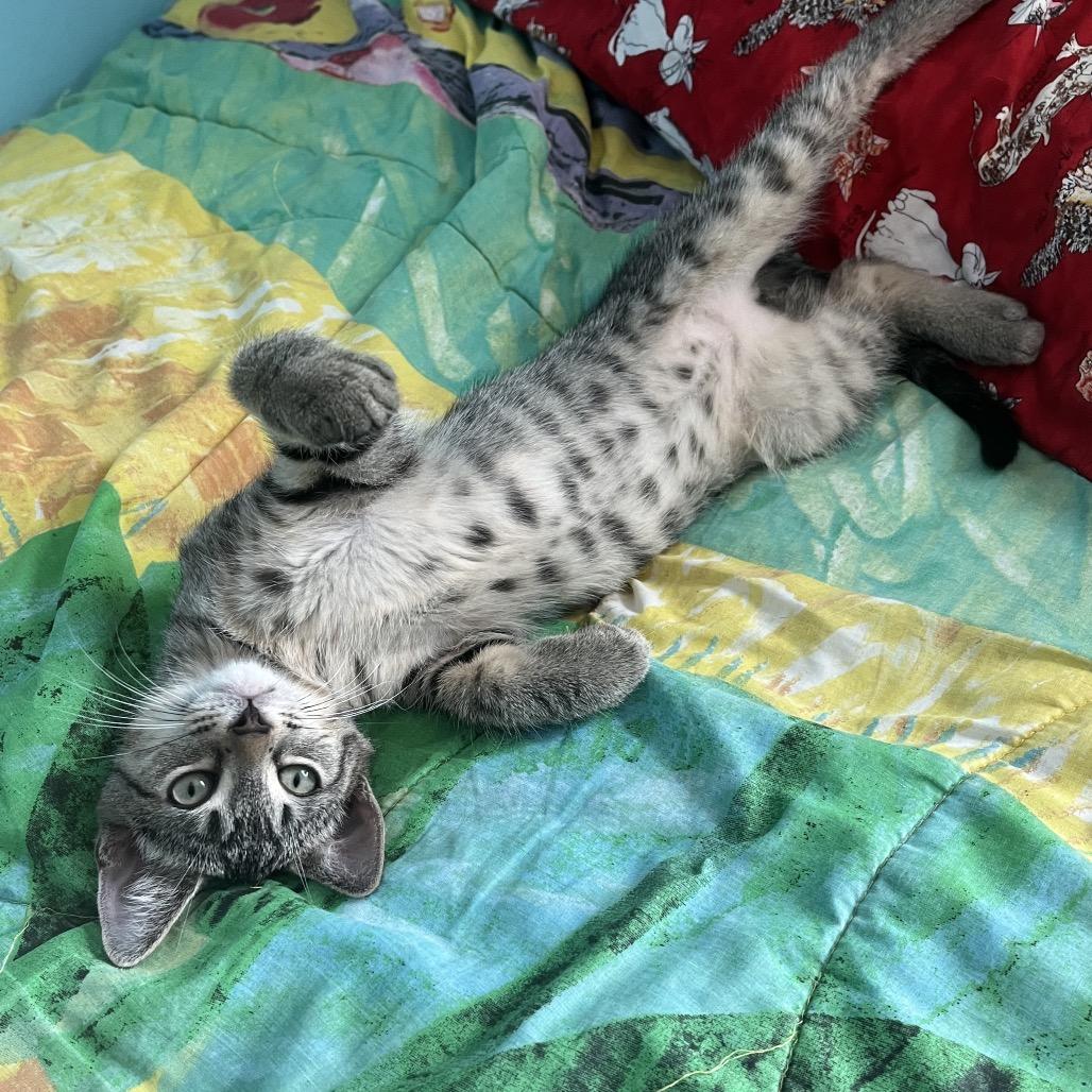 Waldorf, Adoptable, Kitten Male Domestic Short Hair.