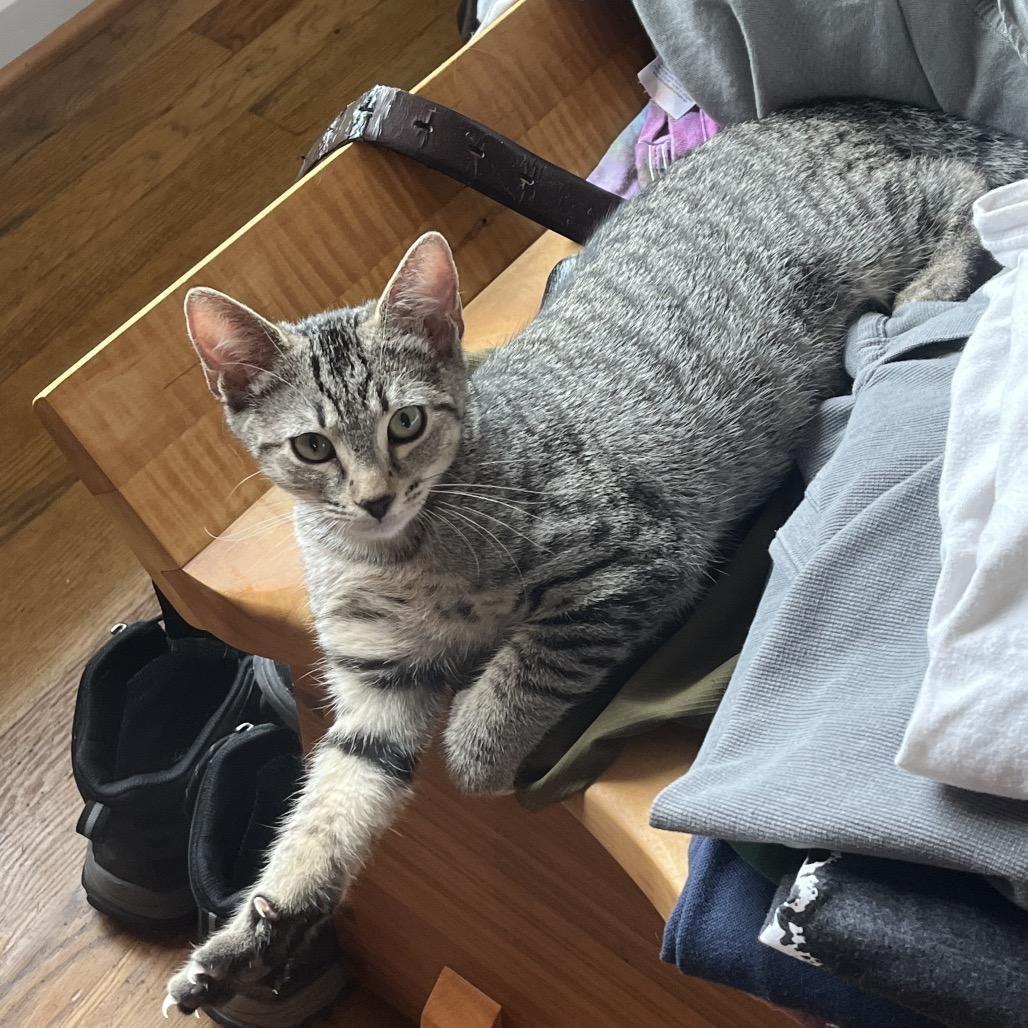 Waldorf, a Adoptable Domestic Short Hair in Woodbridge, VA image 2/2