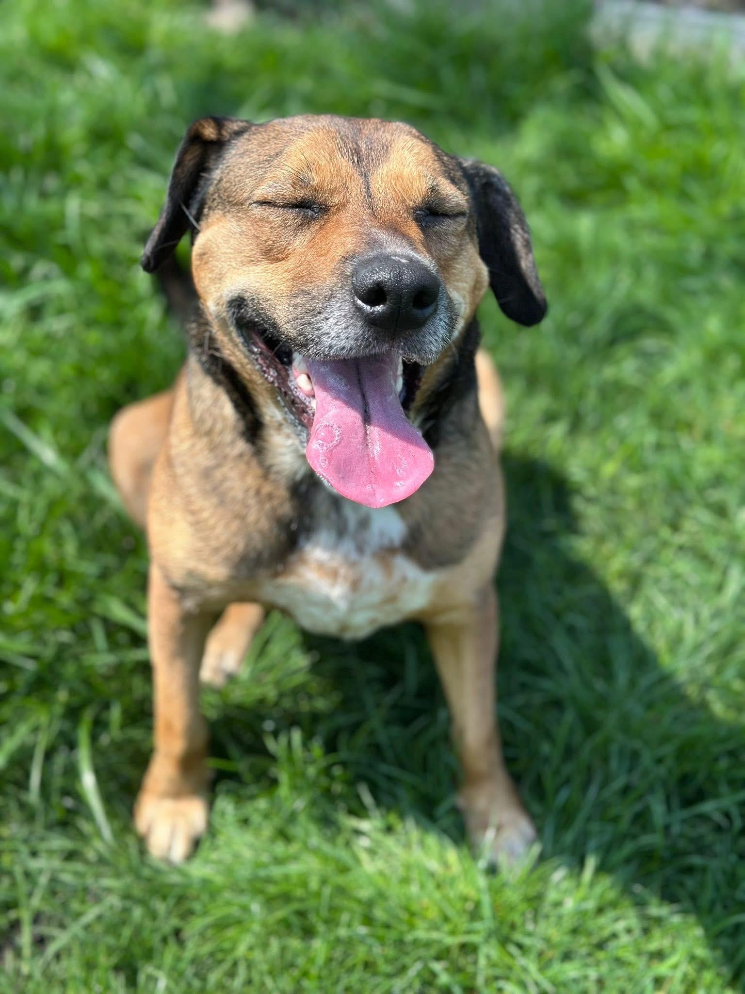 Avenger LOKEE, a ADOPTABLE mixed breed in Orland Park, IL image 4/6