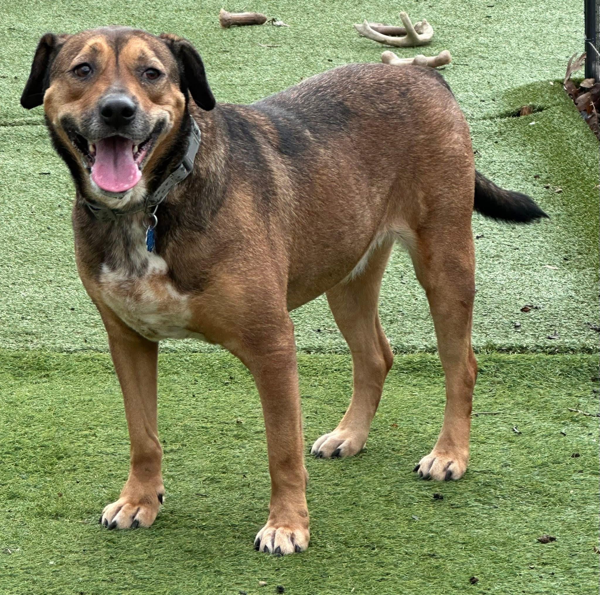 Avenger LOKEE, a ADOPTABLE mixed breed in Orland Park, IL image 3/6