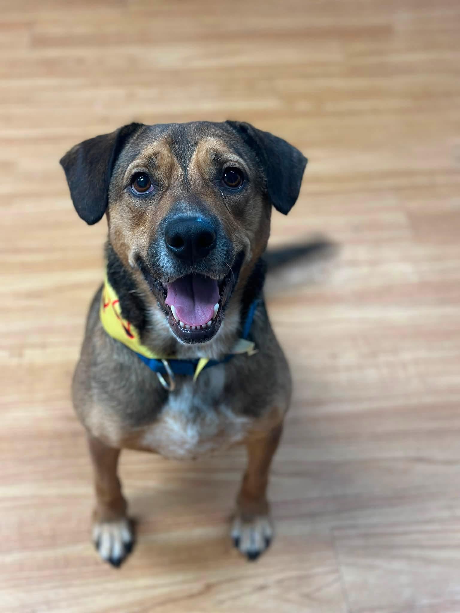 Enlarge Avenger LOKEE, a ADOPTABLE mixed breed in Orland Park, IL image 3/6