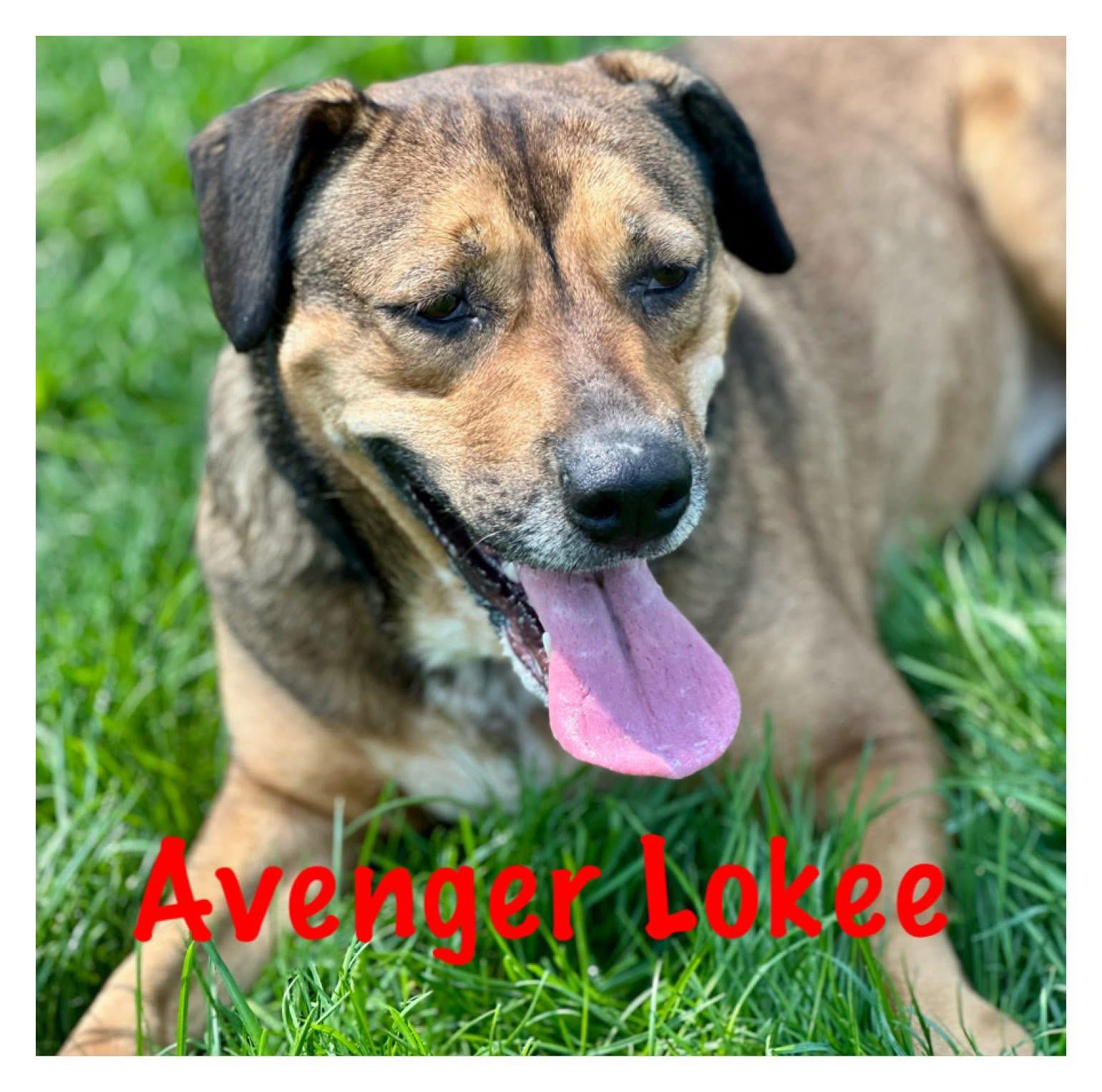 Avenger LOKEE, a ADOPTABLE mixed breed in Orland Park, IL image 1/6