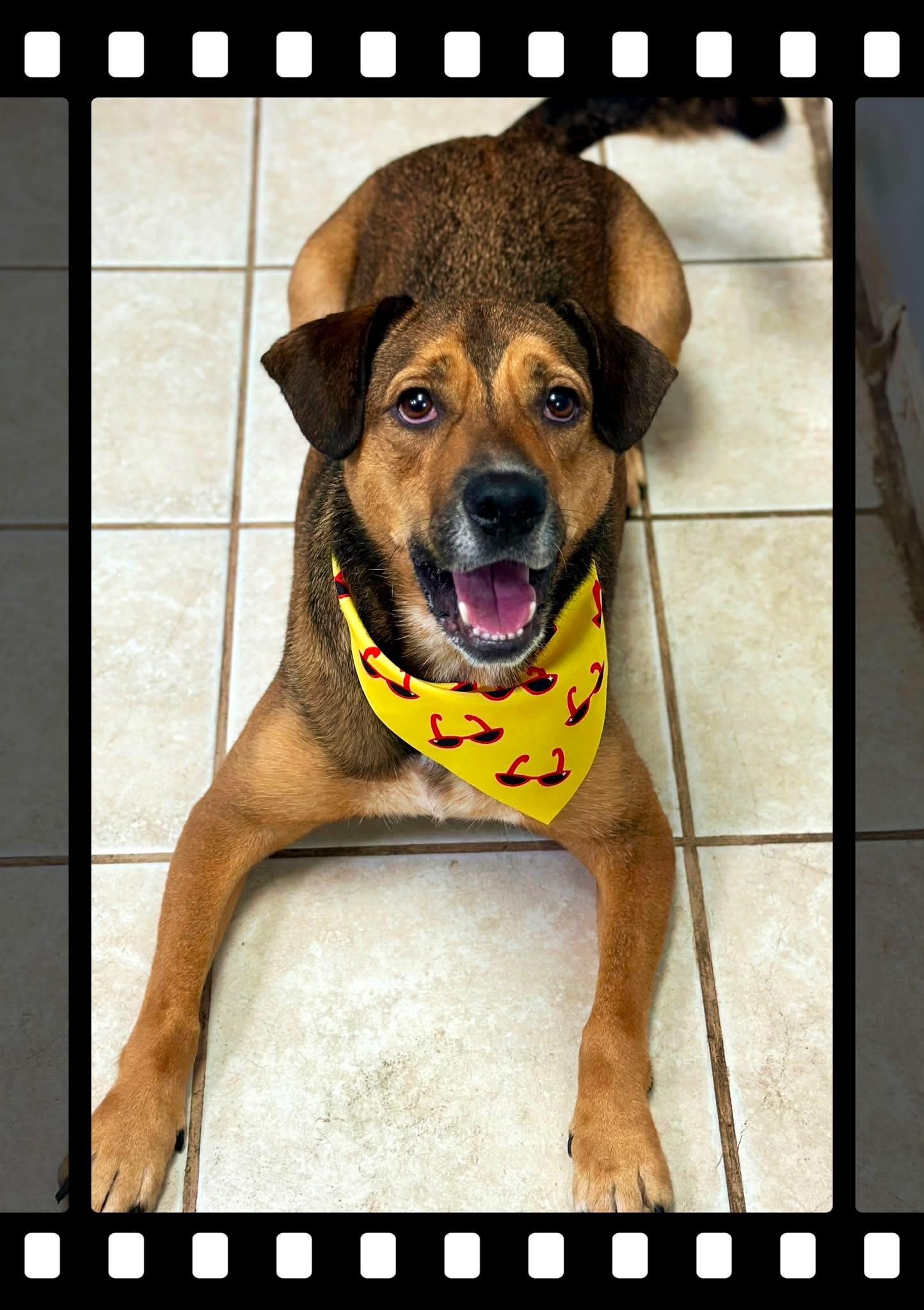 Enlarge Avenger LOKEE, a ADOPTABLE mixed breed in Orland Park, IL image 4/6