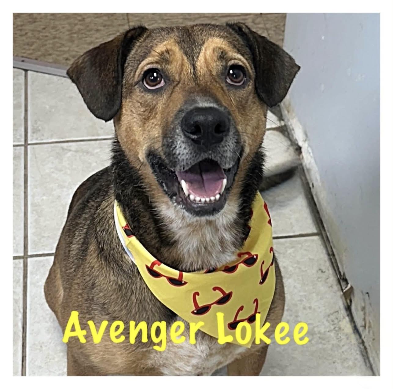 Avenger LOKEE, ADOPTABLE, Adult Male Shepherd & Hound.