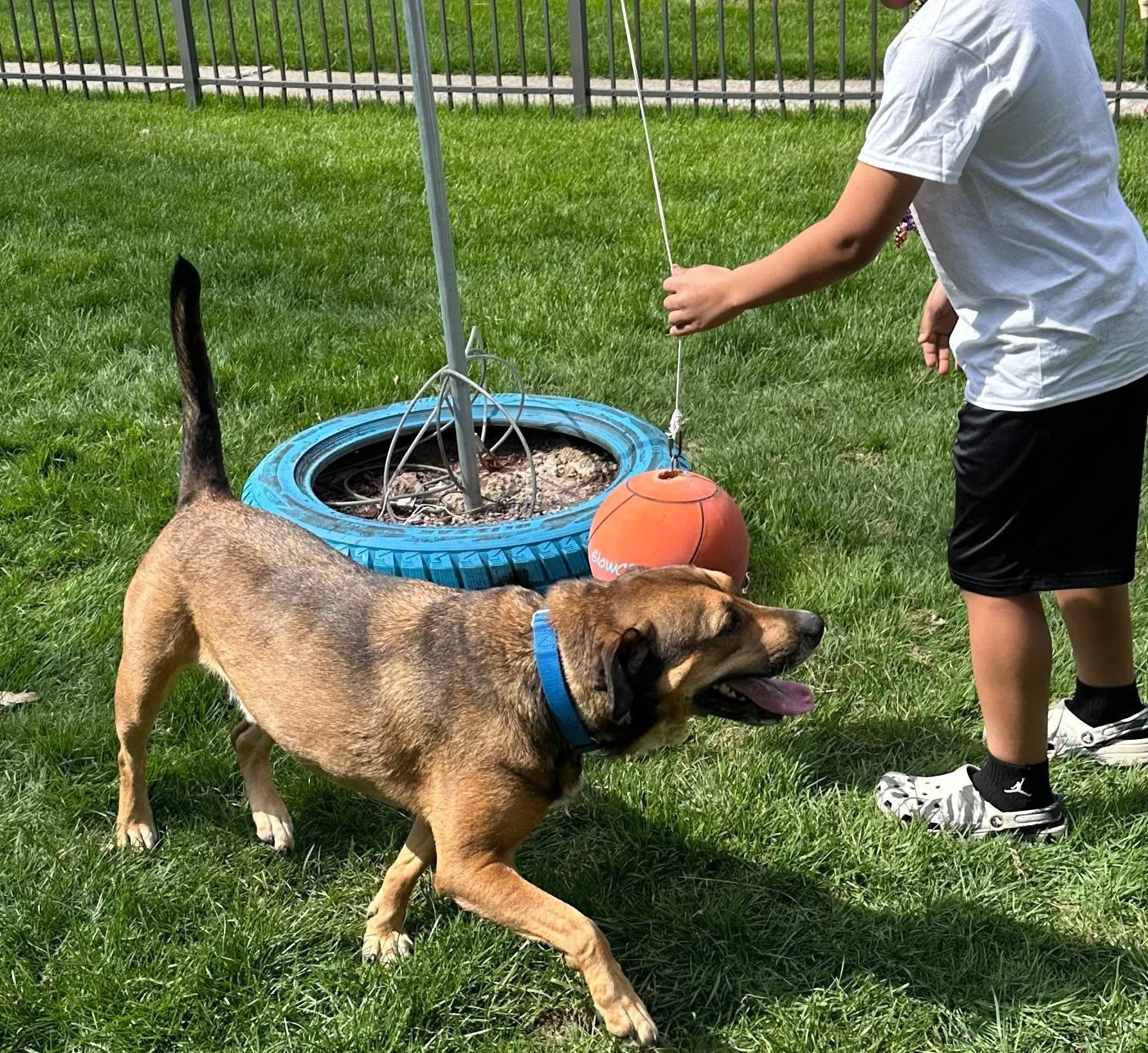 Avenger LOKEE, a ADOPTABLE mixed breed in Orland Park, IL image 6/6