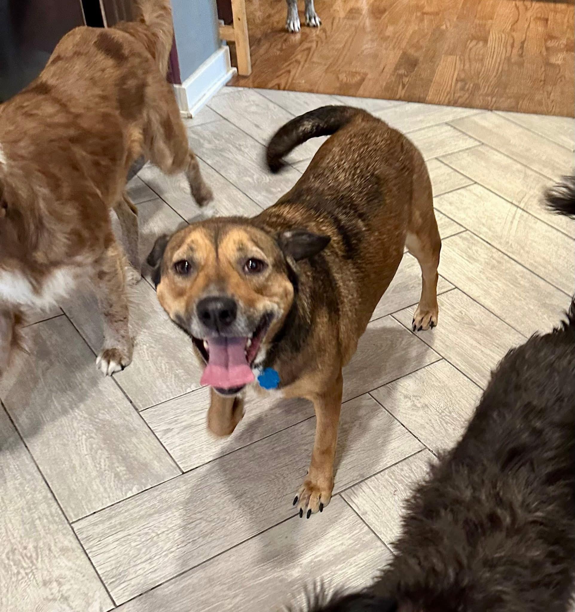 Avenger LOKEE, a ADOPTABLE mixed breed in Orland Park, IL image 2/6