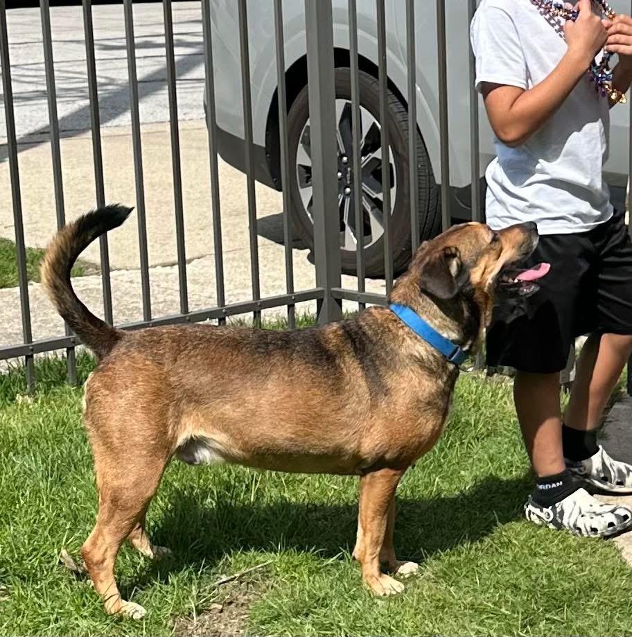 Avenger LOKEE, a ADOPTABLE mixed breed in Orland Park, IL image 5/6