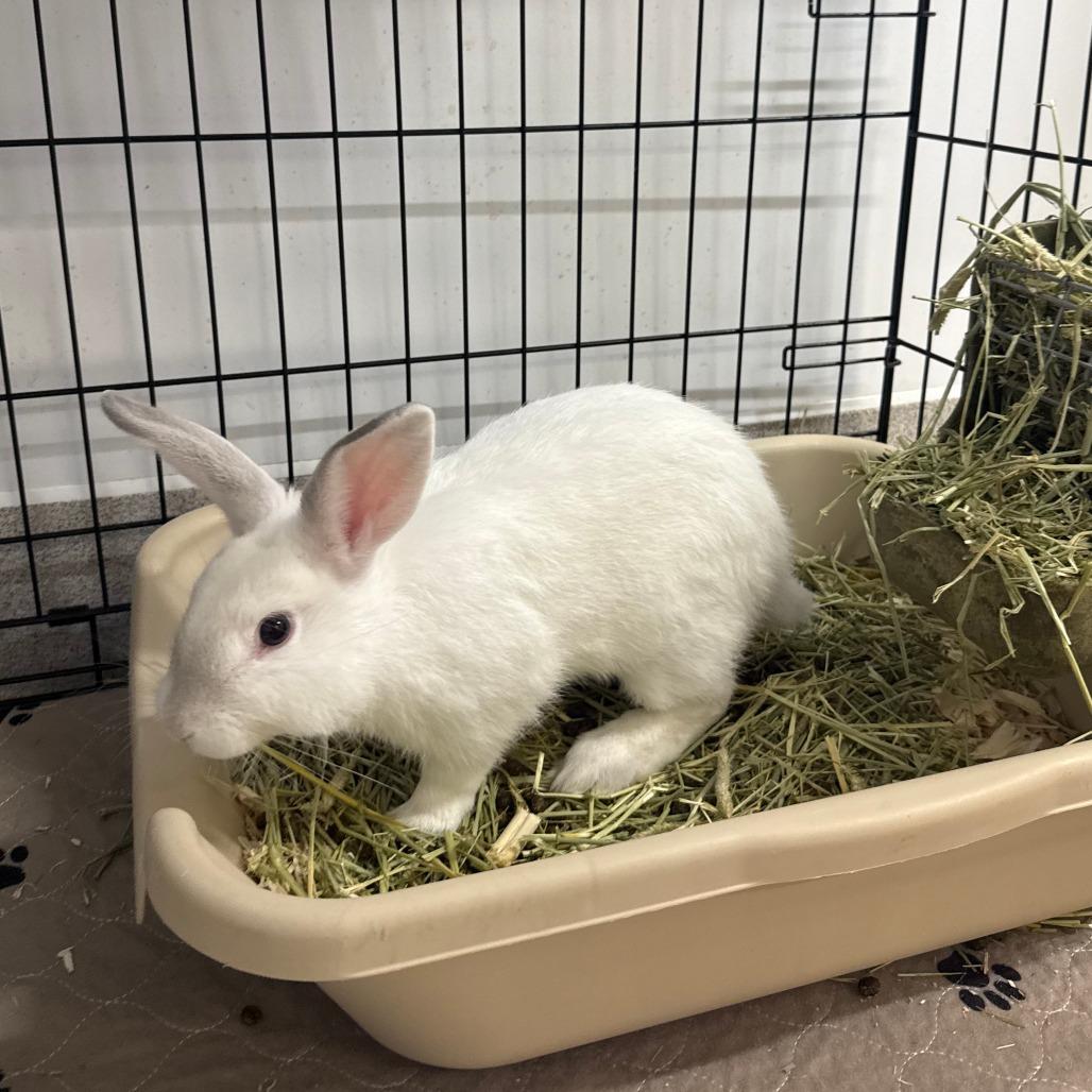 Mulberry, Adoptable, Baby Male Rex.