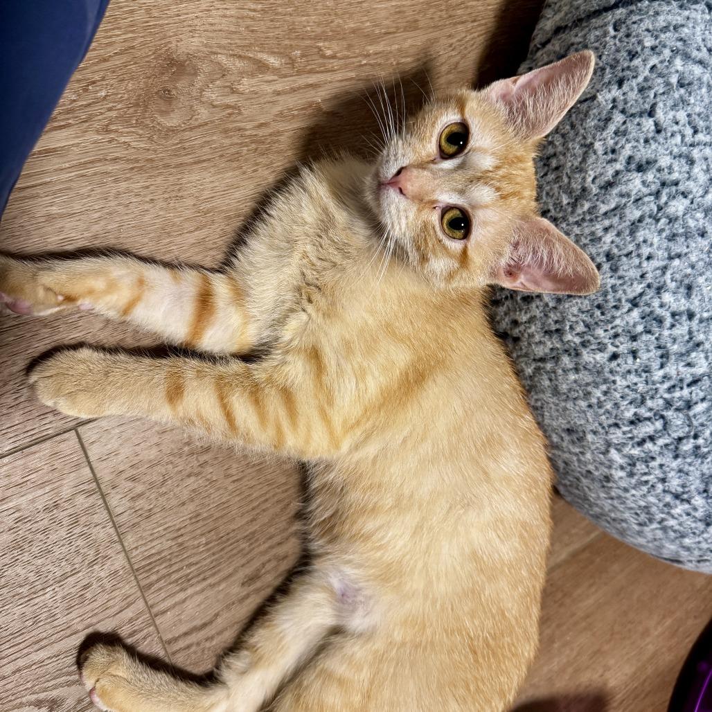 Enlarge Lena, a Adoptable Domestic Short Hair in Wichita, KS image 1/5