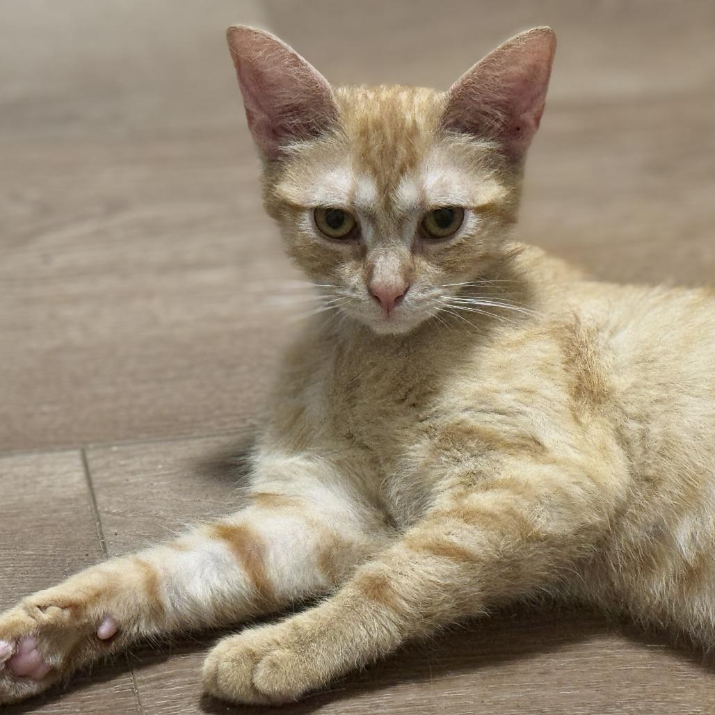 Enlarge Lena, a Adoptable Domestic Short Hair in Wichita, KS image 2/5