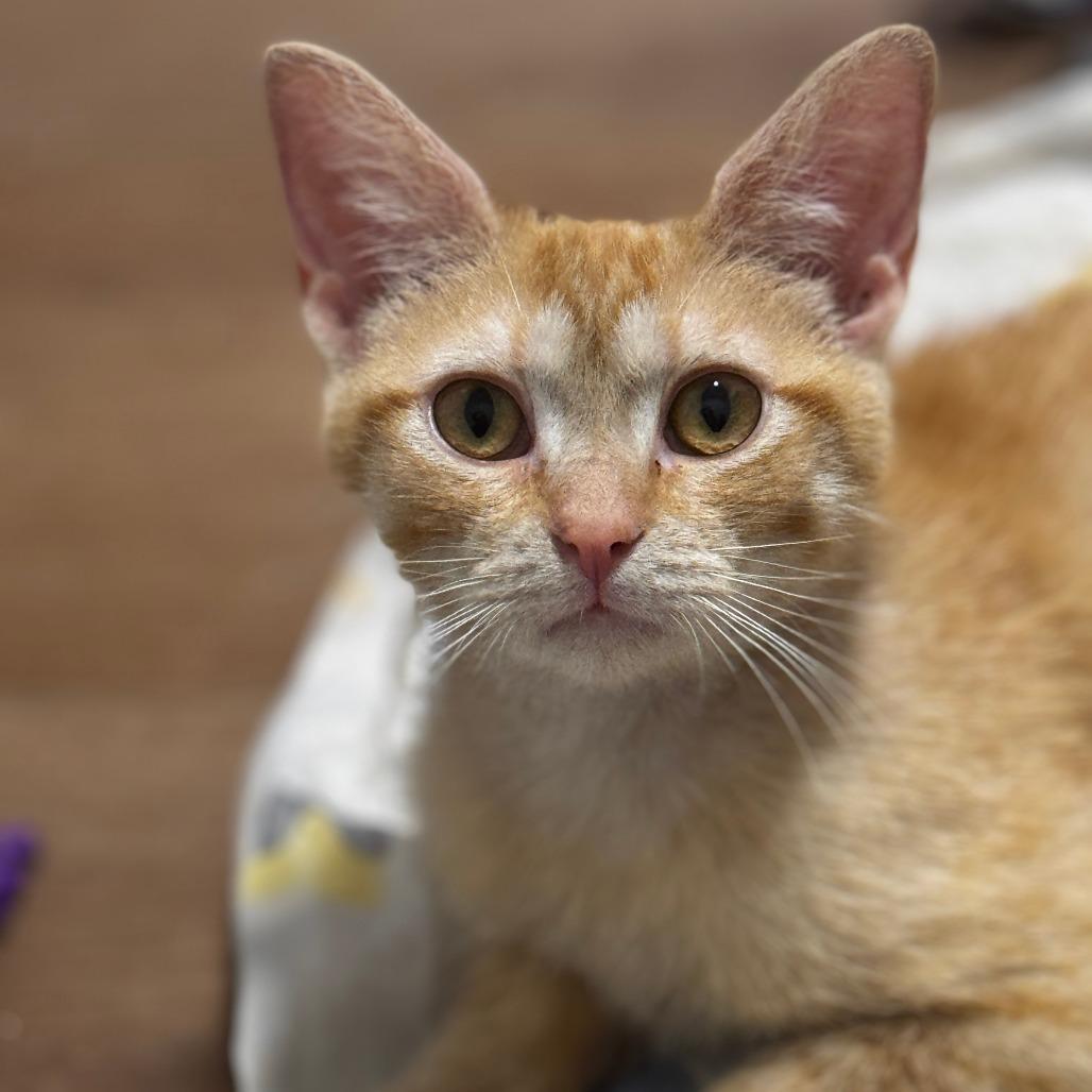 Enlarge Lena, a Adoptable Domestic Short Hair in Wichita, KS image 3/5