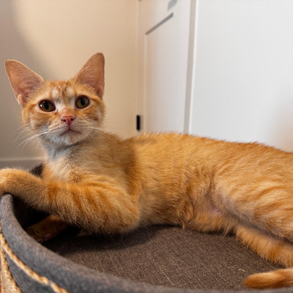 Enlarge Lena, a Adoptable Domestic Short Hair in Wichita, KS image 4/5