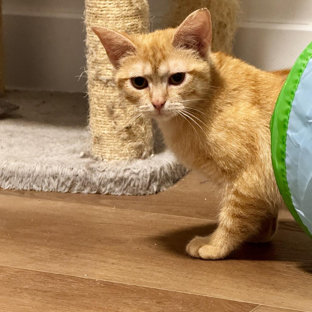 Enlarge Lena, a Adoptable Domestic Short Hair in Wichita, KS image 5/5