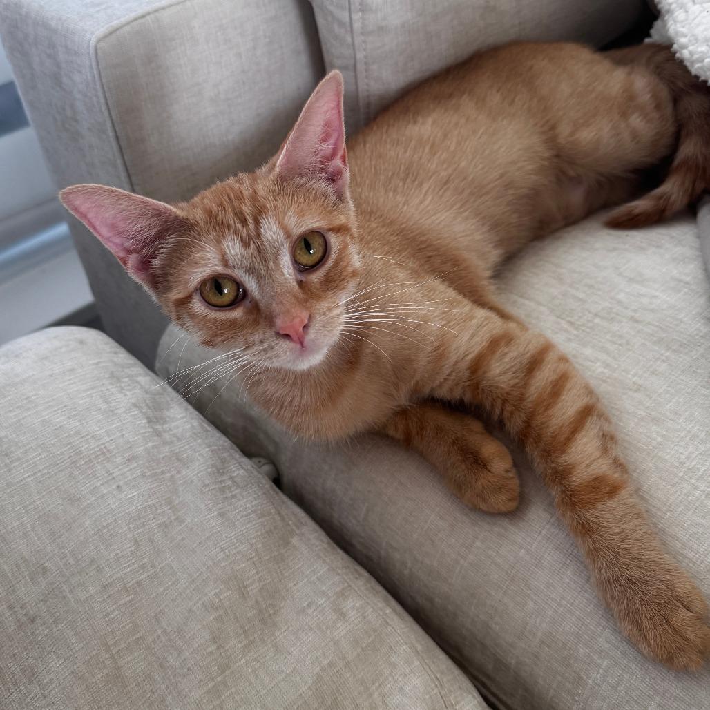 Lena, a Adoptable Domestic Short Hair in Wichita, KS image 5/6
