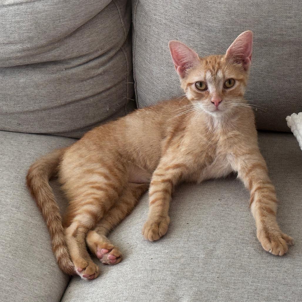 Lena, a Adoptable Domestic Short Hair in Wichita, KS image 6/6