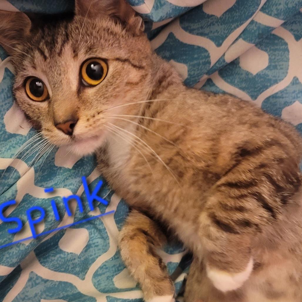 Ms Spink, Adoptable, Adult Female Domestic Short Hair.