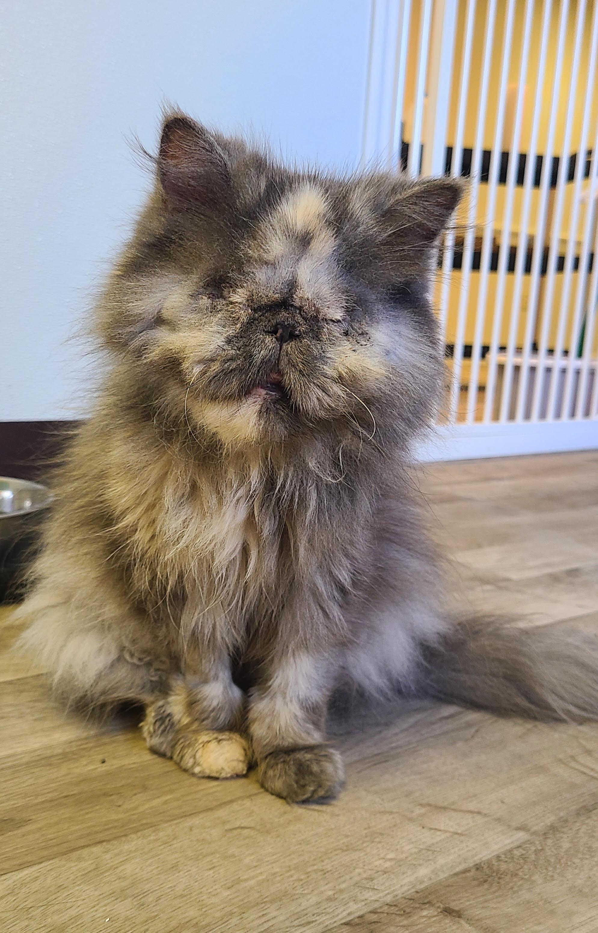 BONNIE, Adoptable, Young Female Persian.