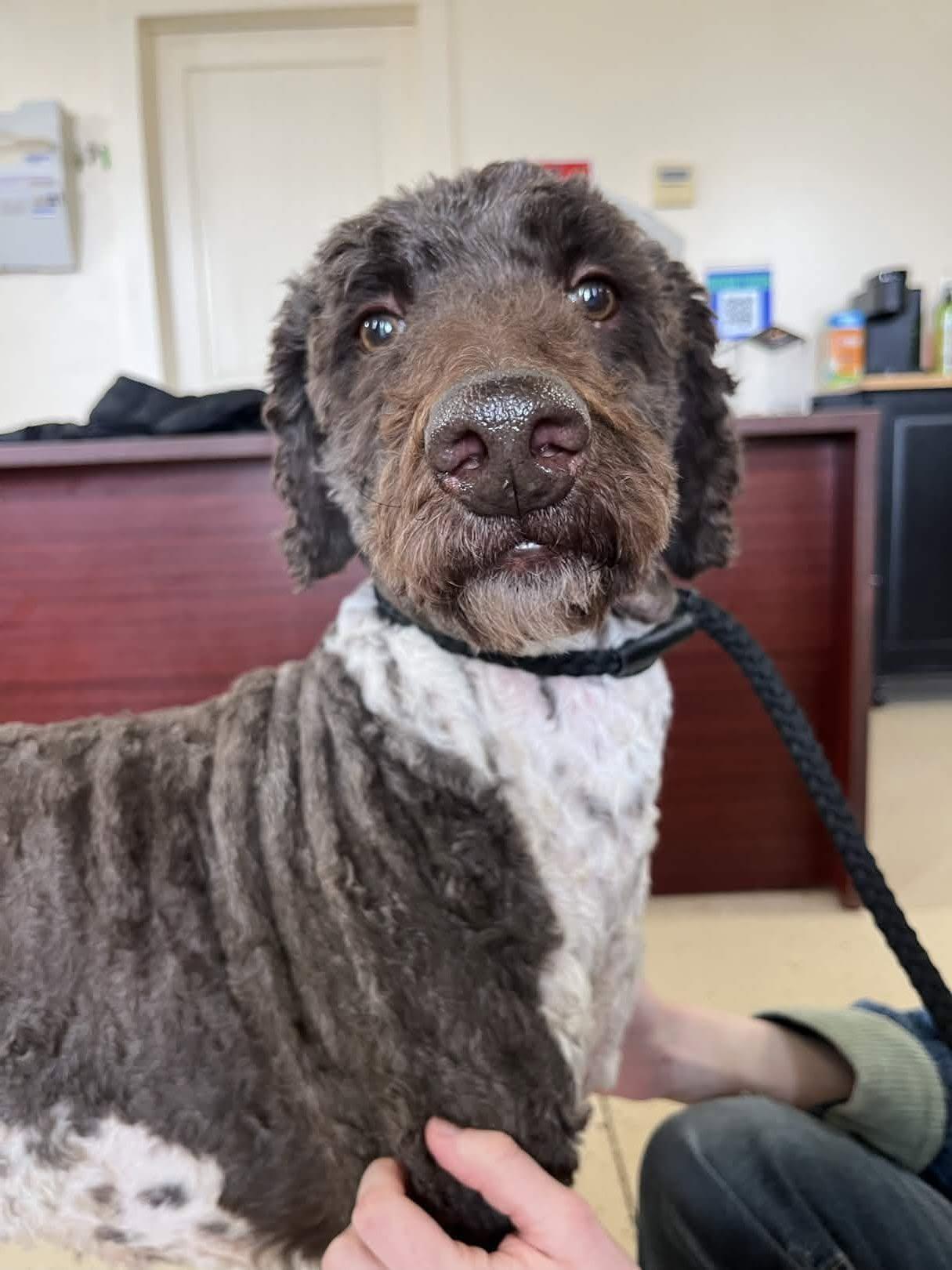 Beau, ADOPTABLE, Adult Male Labradoodle.