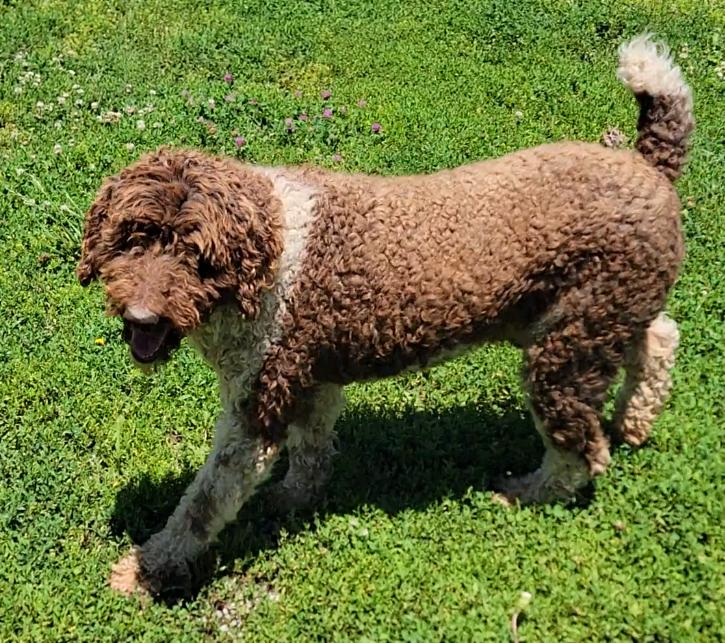 Beau, a ADOPTABLE Labradoodle in Mount Sterling, KY image 4/6