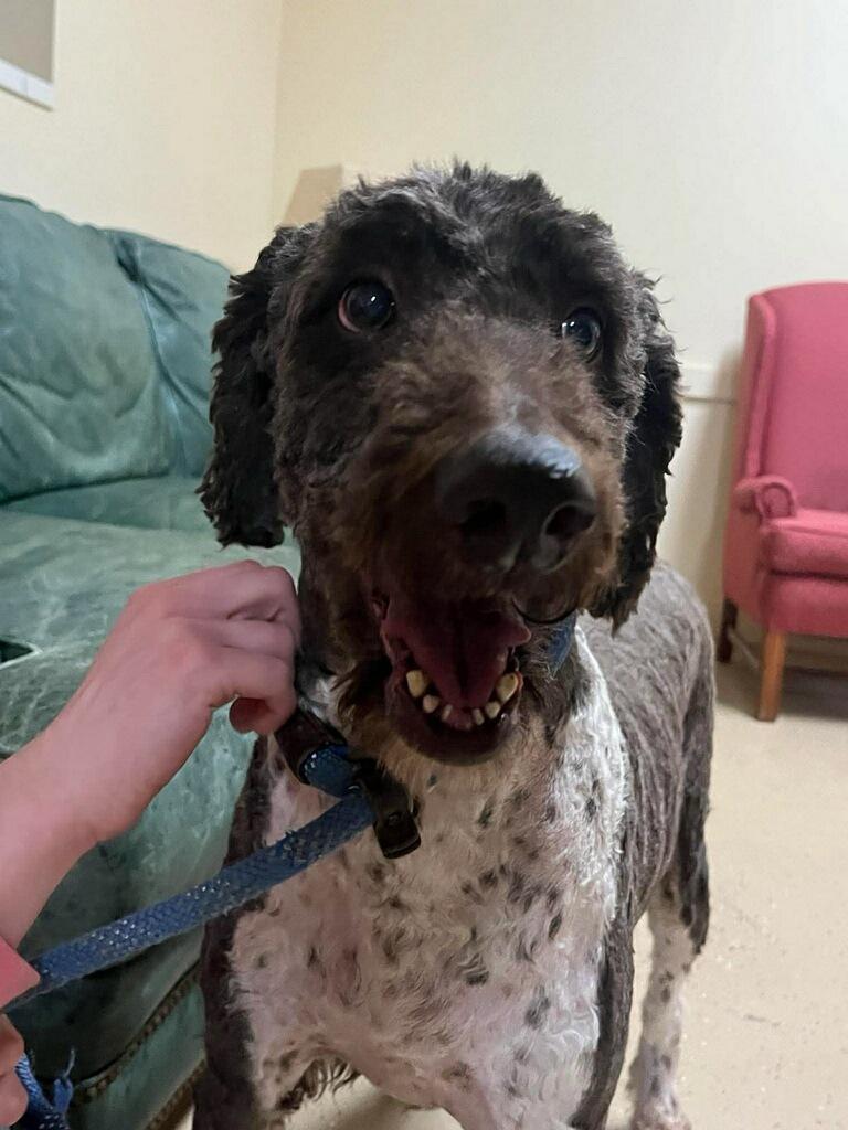 Beau, a ADOPTABLE Labradoodle in Mount Sterling, KY image 3/6