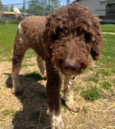 Beau, a ADOPTABLE Labradoodle in Mount Sterling, KY image 5/6