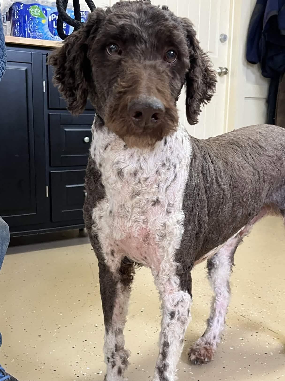 Beau, a ADOPTABLE Labradoodle in Mount Sterling, KY image 2/6