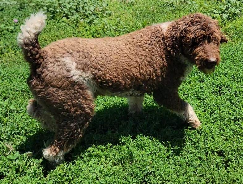 Beau, a ADOPTABLE Labradoodle in Mount Sterling, KY image 6/6