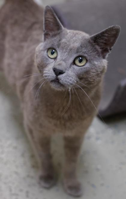 Smokey 2, Adoptable, Young Male Domestic Short Hair & Domestic Short Hair.