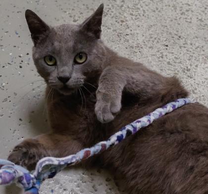 Smokey 2, a Adoptable mixed breed in Baraboo, WI image 2/3