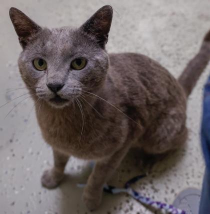 Smokey 2, a Adoptable mixed breed in Baraboo, WI image 3/3