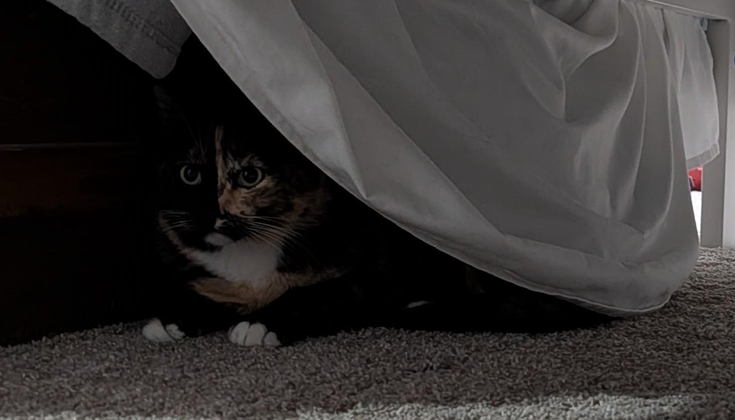 Enlarge Mustard *Bonded With Kale*, an adopted Calico in Hillsboro, OR image 1/1