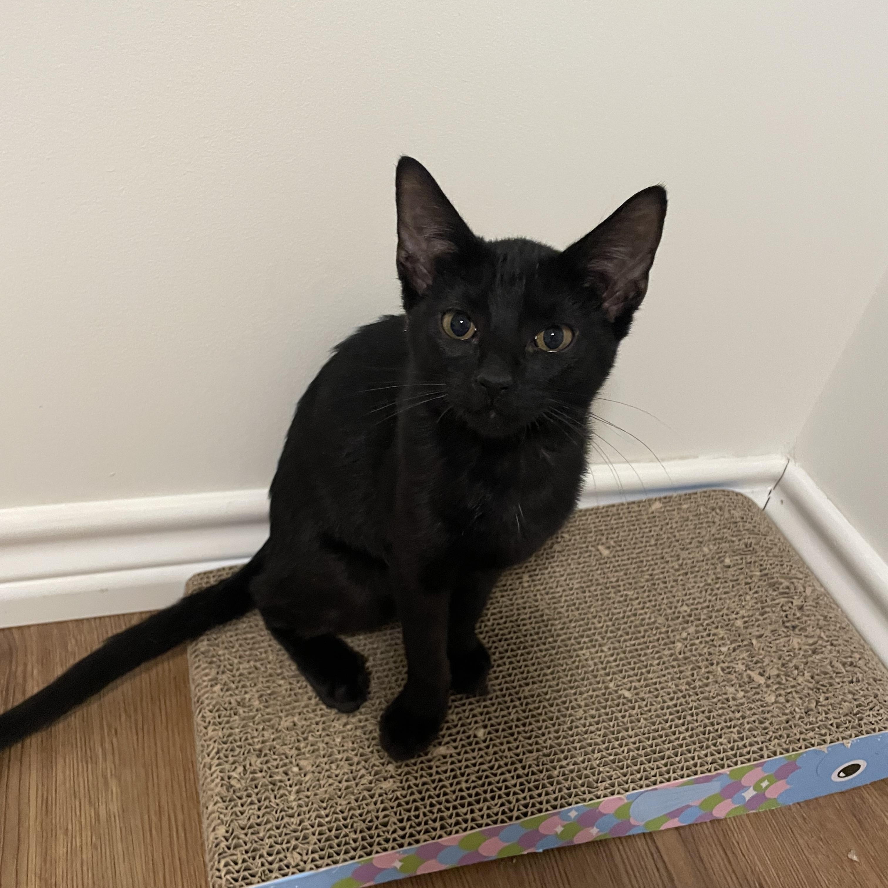 PEPPER